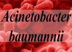 acinetobacter